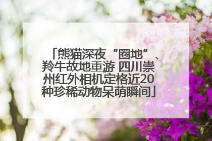 熊猫深夜“圈地”、羚牛故地重游 四川崇州红外相机定格近20种珍稀动物呆萌瞬间