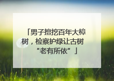 男子擅挖百年大樟树，检察护绿让古树“老有所依”