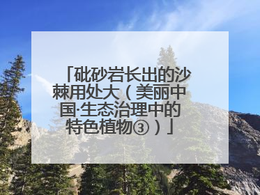 砒砂岩长出的沙棘用处大（美丽中国·生态治理中的特色植物③）