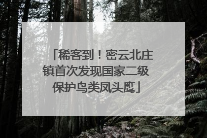稀客到！密云北庄镇首次发现国家二级保护鸟类凤头鹰