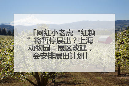 网红小老虎“红糖”将暂停展出？上海动物园：展区改建，会安排展出计划