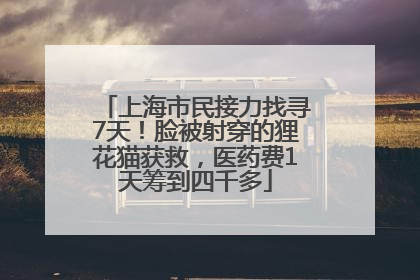 上海市民接力找寻7天！脸被射穿的狸花猫获救，医药费1天筹到四千多