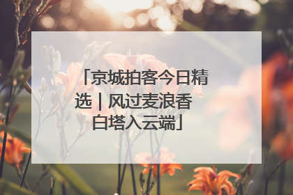京城拍客今日精选｜风过麦浪香 白塔入云端
