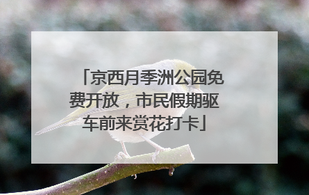 京西月季洲公园免费开放，市民假期驱车前来赏花打卡