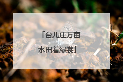 台儿庄万亩水田着绿裳