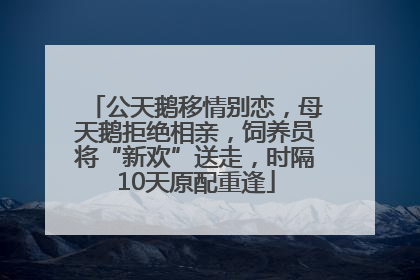 公天鹅移情别恋，母天鹅拒绝相亲，饲养员将“新欢”送走，时隔10天原配重逢