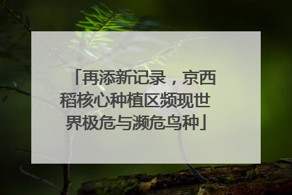 再添新记录，京西稻核心种植区频现世界极危与濒危鸟种
