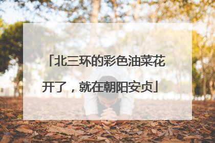 北三环的彩色油菜花开了，就在朝阳安贞