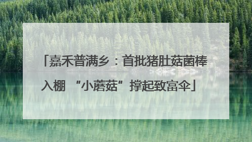 嘉禾普满乡：首批猪肚菇菌棒入棚 “小蘑菇”撑起致富伞