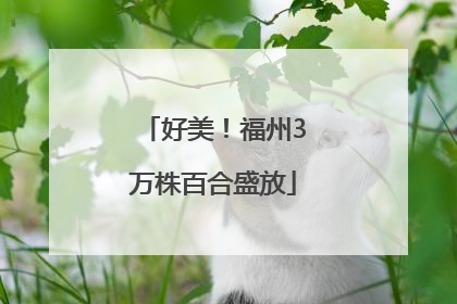 好美！福州3万株百合盛放