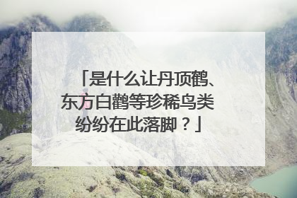是什么让丹顶鹤、东方白鹳等珍稀鸟类纷纷在此落脚？