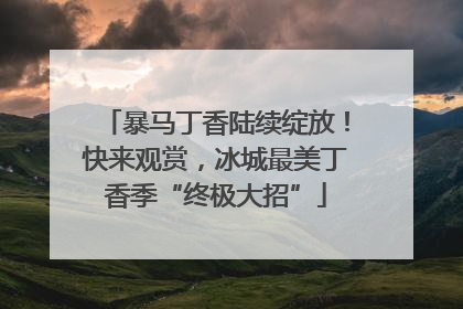 暴马丁香陆续绽放！快来观赏，冰城最美丁香季“终极大招”