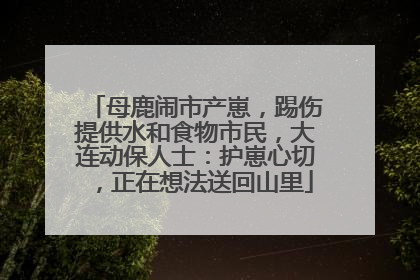 母鹿闹市产崽，踢伤提供水和食物市民，大连动保人士：护崽心切，正在想法送回山里