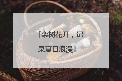 栾树花开，记录夏日浪漫