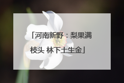 河南新野：梨果满枝头 林下土生金