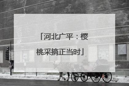 河北广平：樱桃采摘正当时