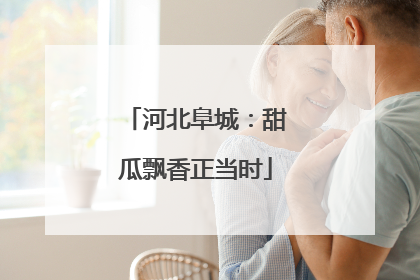 河北阜城：甜瓜飘香正当时