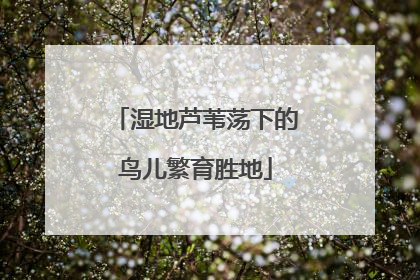 湿地芦苇荡下的鸟儿繁育胜地