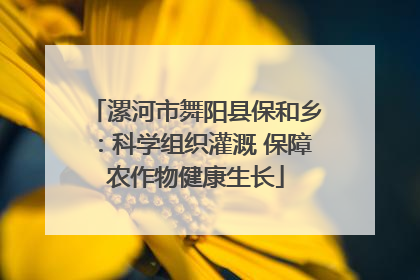 漯河市舞阳县保和乡：科学组织灌溉 保障农作物健康生长