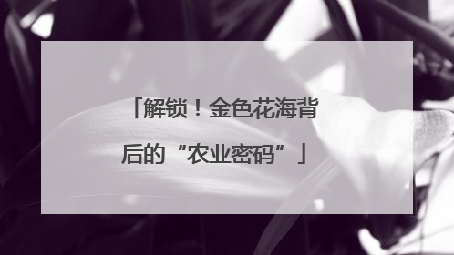 解锁！金色花海背后的“农业密码”