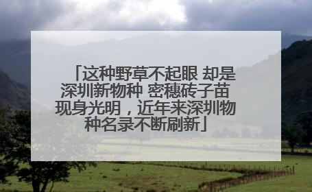 这种野草不起眼 却是深圳新物种 密穗砖子苗现身光明，近年来深圳物种名录不断刷新