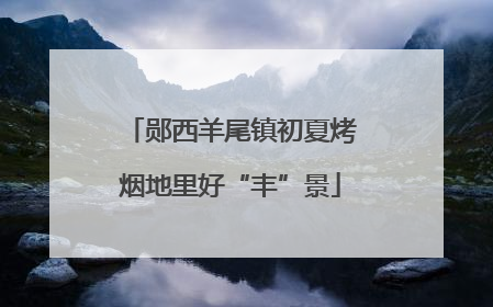 郧西羊尾镇初夏烤烟地里好“丰”景