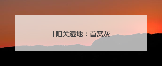 阳关湿地：首窝灰雁“宝宝”出窝了