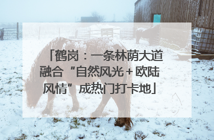 鹤岗：一条林荫大道融合“自然风光＋欧陆风情”成热门打卡地