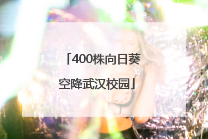 400株向日葵空降武汉校园